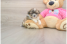 Popular Shih Pom Designer Pup