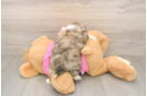 Popular Shih Pom Designer Pup