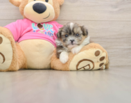 5 week old Shih Pom Puppy For Sale - Pilesgrove Pups