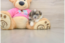 Shih Pom Puppy for Adoption