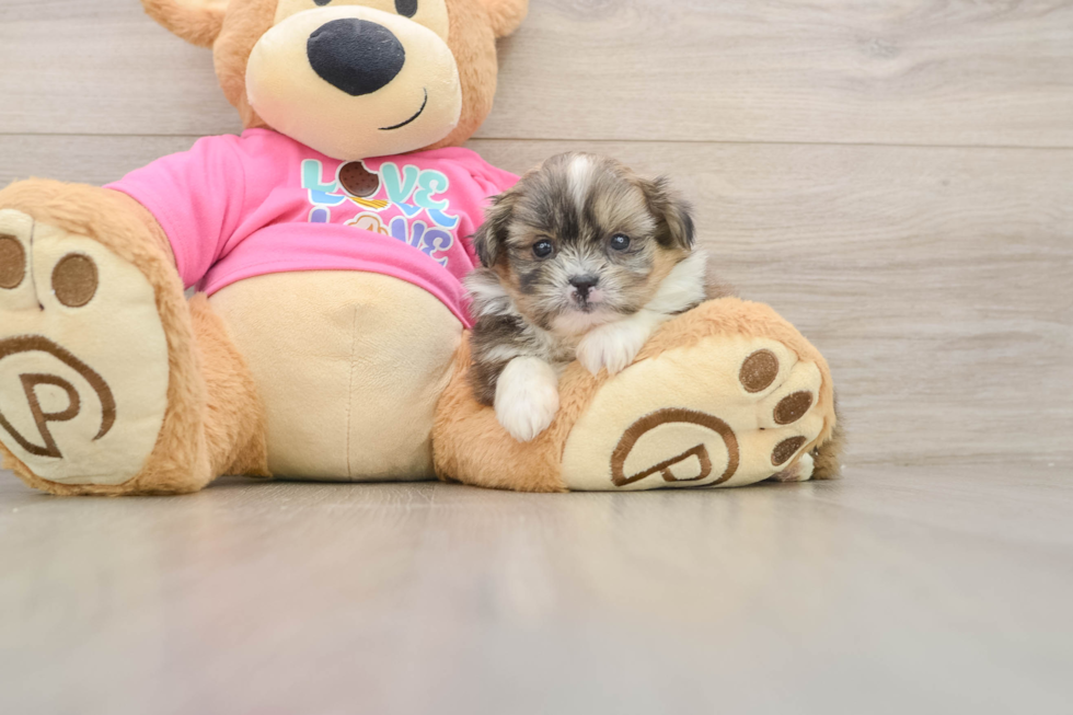Shih Pom Puppy for Adoption