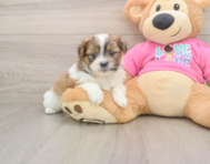 5 week old Shih Pom Puppy For Sale - Pilesgrove Pups