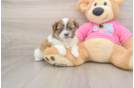 Best Shih Pom Baby