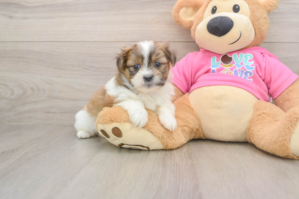 Best Shih Pom Baby