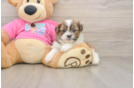 Shih Pom Pup Being Cute
