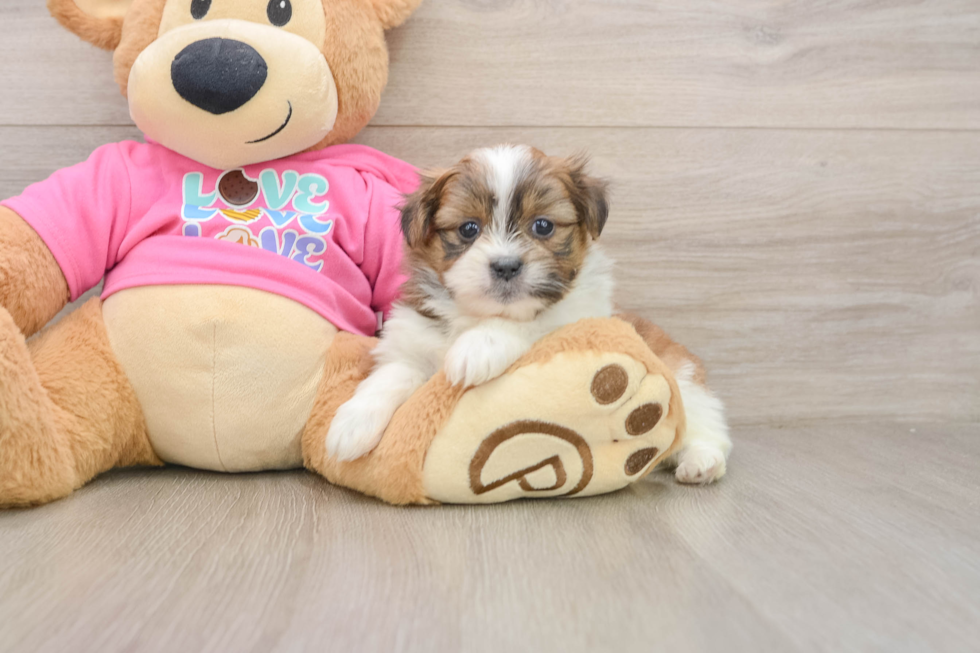 Shih Pom Pup Being Cute