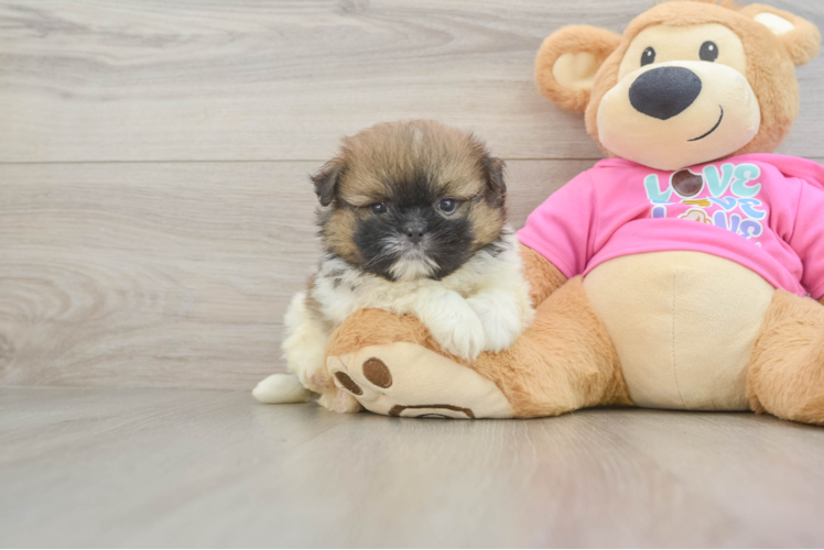 Friendly Shih Pom Baby