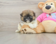 7 week old Shih Pom Puppy For Sale - Pilesgrove Pups