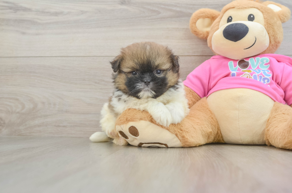 5 week old Shih Pom Puppy For Sale - Pilesgrove Pups