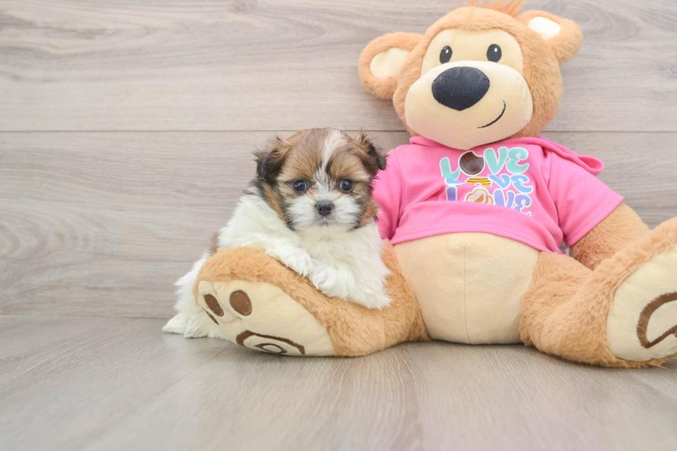 Energetic Shipom Designer Puppy