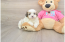 Hypoallergenic Pomatzu Designer Puppy