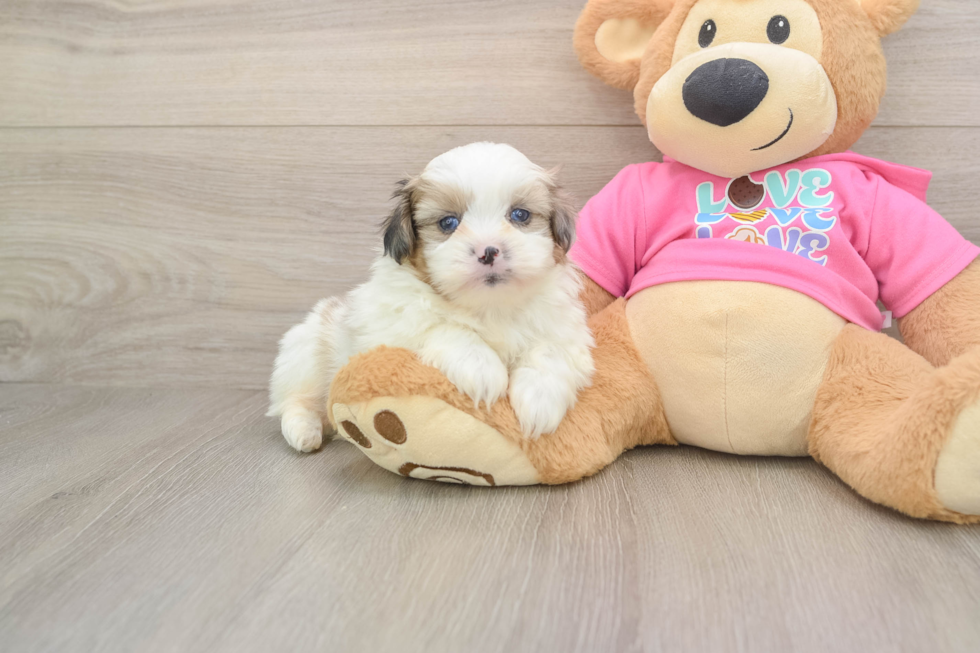Hypoallergenic Pomatzu Designer Puppy