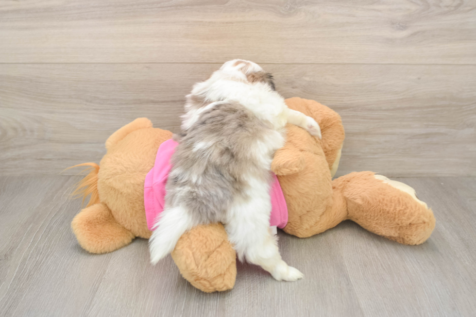 Shih Pom Puppy for Adoption
