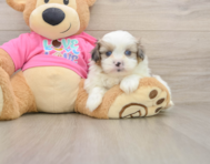 5 week old Shih Pom Puppy For Sale - Pilesgrove Pups