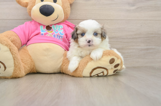 Small Shih Pom Baby