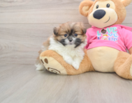 5 week old Shih Pom Puppy For Sale - Pilesgrove Pups