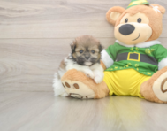 5 week old Shih Pom Puppy For Sale - Pilesgrove Pups