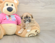 5 week old Shih Pom Puppy For Sale - Pilesgrove Pups