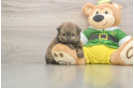 Friendly Shih Pom Baby