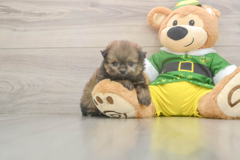 Friendly Shih Pom Baby