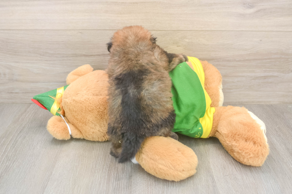 Friendly Shih Pom Baby