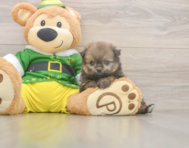 8 week old Shih Pom Puppy For Sale - Pilesgrove Pups