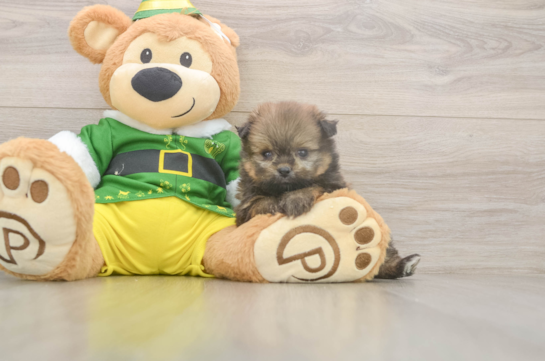 Funny Shih Pom Designer Pup