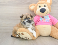 5 week old Shih Pom Puppy For Sale - Pilesgrove Pups