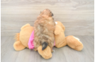Fluffy Shih Pom Designer Pup