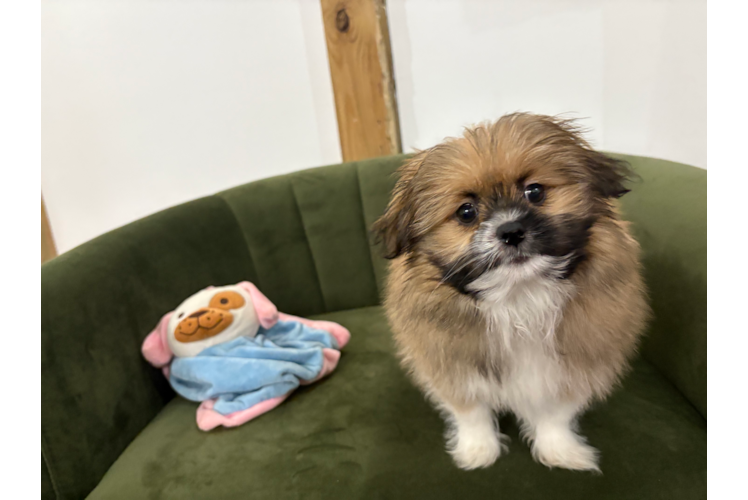 Shih Pom Pup Being Cute