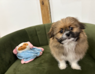 12 week old Shih Pom Puppy For Sale - Pilesgrove Pups