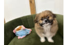 Shih Pom Pup Being Cute