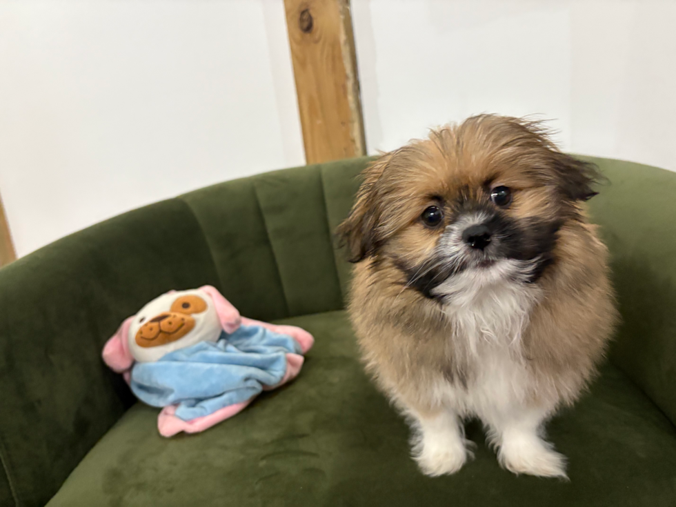 Shih Pom Pup Being Cute