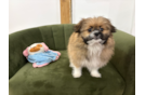 Shih Pom Puppy for Adoption
