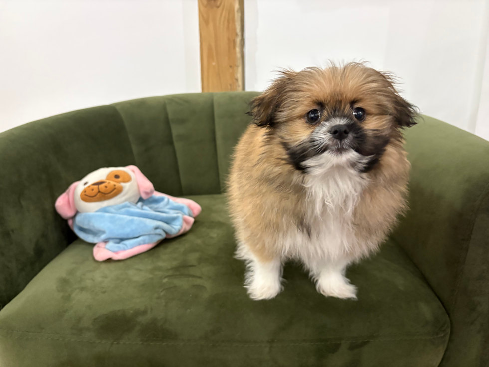 Shih Pom Puppy for Adoption