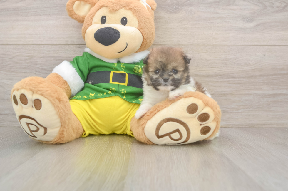 5 week old Shih Pom Puppy For Sale - Pilesgrove Pups