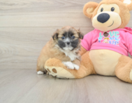 5 week old Shih Pom Puppy For Sale - Pilesgrove Pups
