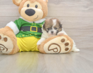 5 week old Shih Pom Puppy For Sale - Pilesgrove Pups