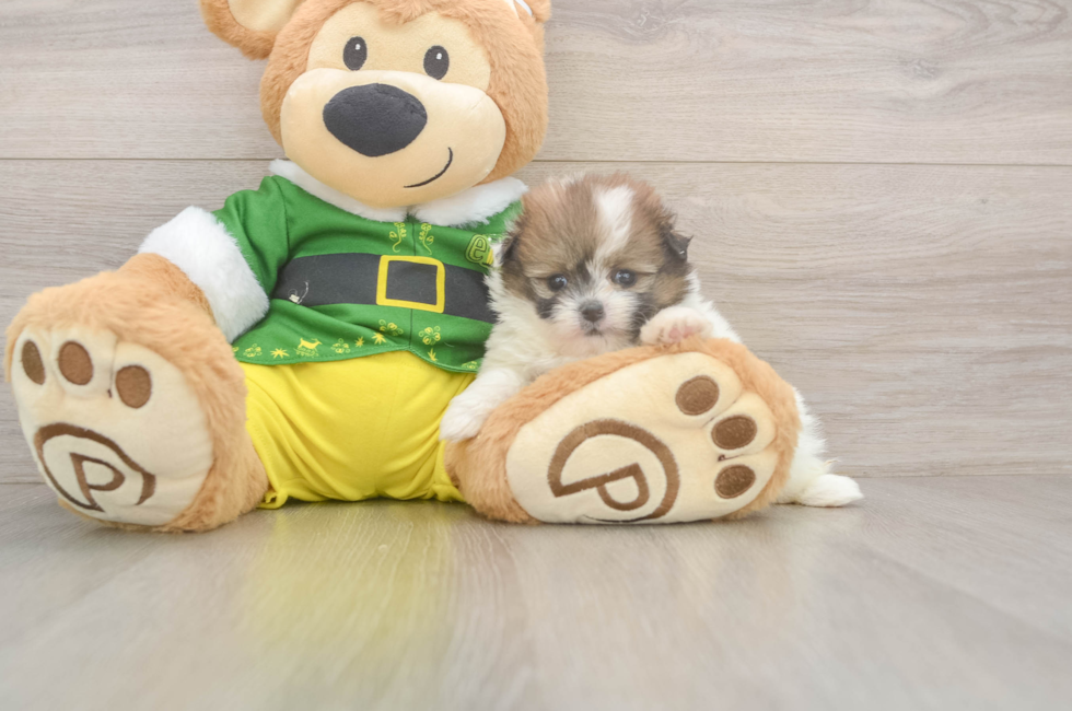 5 week old Shih Pom Puppy For Sale - Pilesgrove Pups