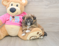 8 week old Shih Pom Puppy For Sale - Pilesgrove Pups