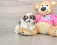 8 week old Shih Pom Puppy For Sale - Pilesgrove Pups