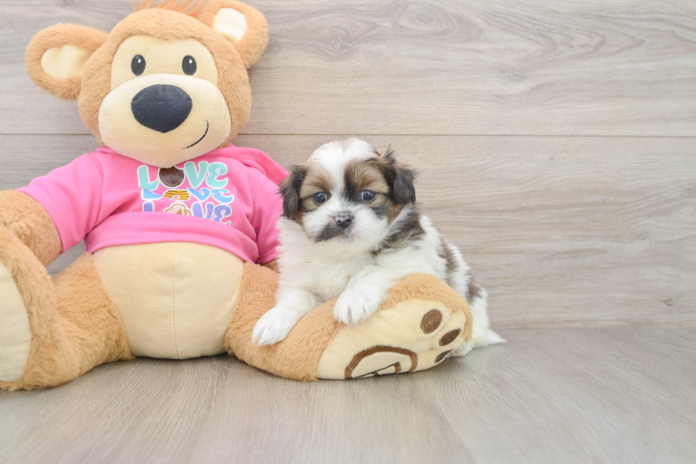 Funny Shih Pom Designer Pup
