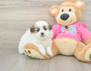 5 week old Shih Pom Puppy For Sale - Pilesgrove Pups