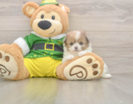 5 week old Shih Pom Puppy For Sale - Pilesgrove Pups