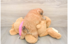 Hypoallergenic Pomtzu Designer Puppy