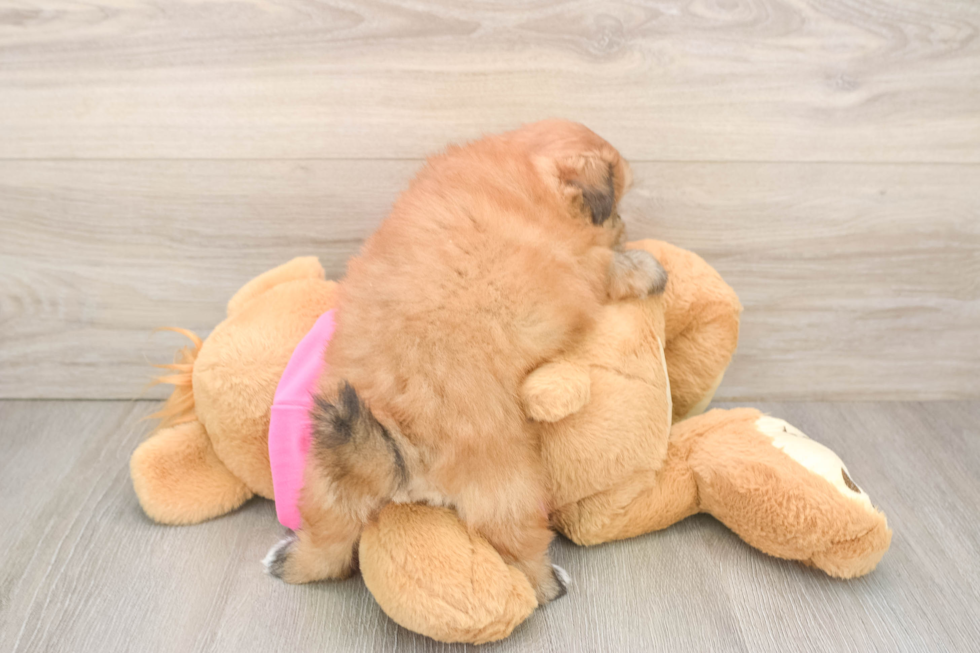 Hypoallergenic Pomtzu Designer Puppy