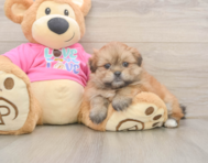 5 week old Shih Pom Puppy For Sale - Pilesgrove Pups