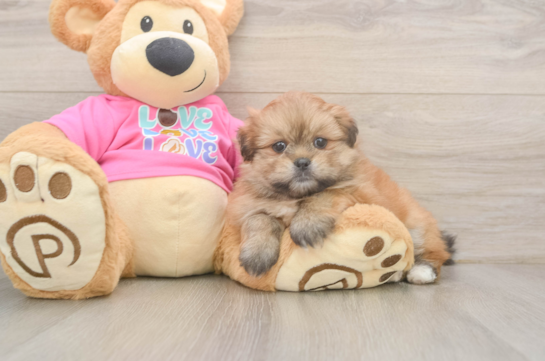 Best Shih Pom Baby