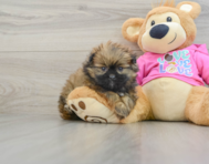 6 week old Shih Pom Puppy For Sale - Pilesgrove Pups