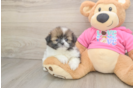 Shih Pom Puppy for Adoption